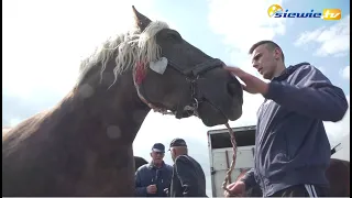 OGÓLNOPOLSKIE TARGI KOŃSKIE W PAJĘCZNIE - UDANE PO DWÓCH LATACH PRZERWY - siewie.tv