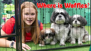 Assistant Tries to train Puppy Waffles in her Doggy School In the Box Fort