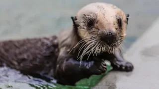 Baby Sea Otter Gets Rescued After Mom Dies From Shark Attack