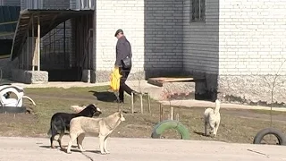 Не знайшлось вакцини від сказу