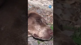 Gürcistan’daki köpek barınağı “yabancı ajan” tehdidi altında