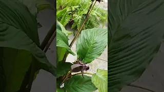 orquídea negra flor morcego tacca chantrieri verde e negra