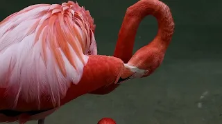 # flamingo | Flamingos are the most beautiful birds on earth |