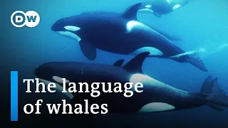 Do whales and humans speak the same language? | DW Documentary