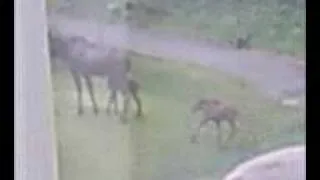 Moose mama and twins 3