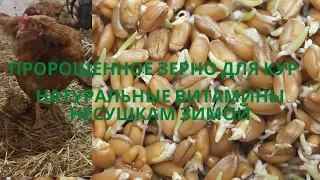 Пророщенное зерно для кур - натуральные витамины несушкам