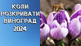 Коли розкривати виноградник 2024