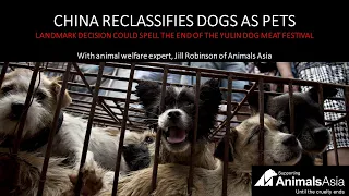 China Breaking News - Jill Robinson of Animals Asia