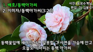 🌸 배호.이미자..동백아가씨 (가사)3번듣기