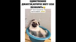 Собачье джакузи!