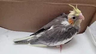 Rejected Baby Cockatiel Livestream