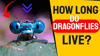 How Long Do Dragonflies Live - The Life Span Of A Dragonfly