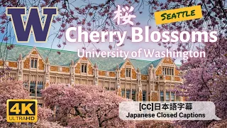 UW Cherry Blossom | The Quad - University of Washington Seattle