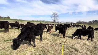 Cattle and grazing pointers #southpoll #angus #mobgraze