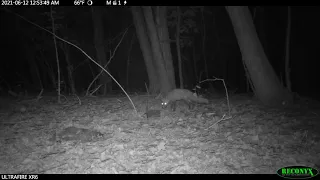 Red Fox Camera Trap video