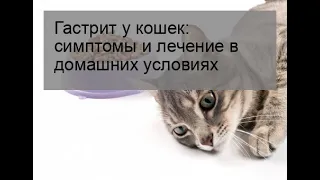 Гастрит у кошек: симптомы и лечение в домашних условиях