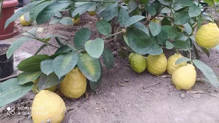 Продаємо плоди лимона домашнього🍋🍋🍋