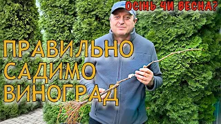 КОЛИ НАЙКРАЩЕ САДИТИ ВИНОГРАД : ВОСЕНИ ЧИ НАВЕСНІ? ПРАВИЛЬНА ПОСАДКА МОЛОДОГО КУЩА НА ПОСТІЙНЕ МІСЦЕ