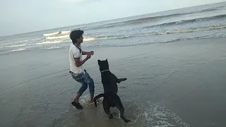 JORO black labrador playing in the sea with ball