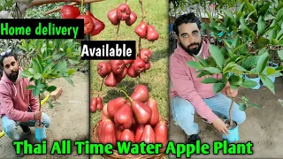 Thai Water Apple Plant// Lal & White Jamrul ka plant,, Home delivery Available