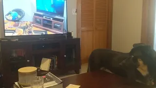 German Shepard howling with Zootopia