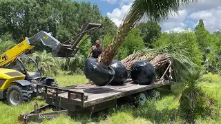 Ribbon Palm Dug and Loaded/Big Palms For Sale/Planted and Guaranteed/50 Years Installing Large Trees