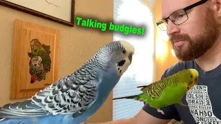 Green budgie with excellent vocabulary lectures blue budgie who invokes his right to remain silent