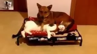 Best funny animal video. Классные и веселые животные. Выпуск 6 лучших видео животными 2015 года