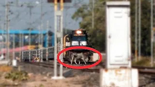 Two Crazy COW stops TRAIN and Run Away | Driver Honks & Switch ON Lights to Shoo away