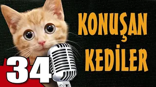 Konuşan Kediler 34 - En Komik Kedi Videoları