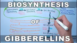 Biosynthesis of Gibberelins