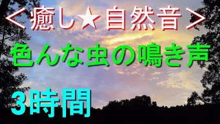 ＜癒し★自然音＞色んな虫の鳴き声【3時間】（2分ごとに鳴き声が変る） 夏の静かな夜（安らぎ・ﾘﾗｯｸｽ・ﾘﾌﾚｯｼｭ・ｽﾄﾚｽ解消・安眠・快眠・熟睡）