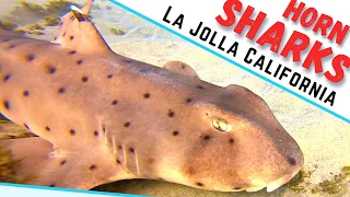 Horn Shark Encounters ! La Jolla Shores, California