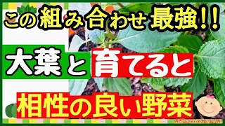 生長が止まらない！大葉(シソ)と育てると相性の良いイチ押し野菜５選【初心者・家庭菜園】