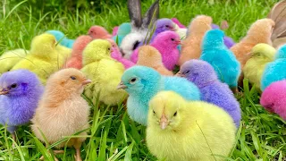 Catch Cute Chickens, Colorful Chickens, Rainbow Chicken,  Cute Cats ,Ducks ,Animals Cute #342