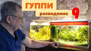 #9 Гуппи. Разведение, селекция и уход    / Аквариумистика с Геннадием Посейдонычем