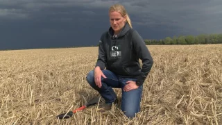 Soil Health Minute: Oats & Barley as Cover Crops