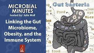 Linking the Gut Microbiome, Obesity, and the Immune System