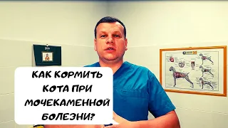 КАК КОРМИТЬ КОТА ПРИ МОЧЕКАМЕННОЙ БОЛЕЗНИ