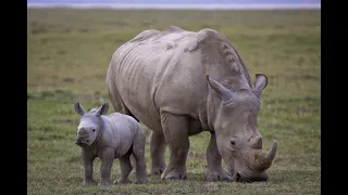 Белый носорог из Красной книги, самый большой из носорогов.