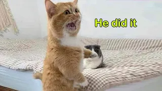 These Cats Speak English Better Than Hooman