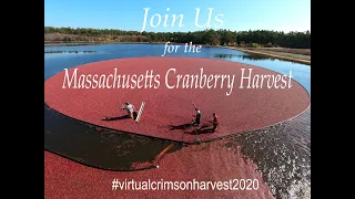 Cranberry Harvest Tour