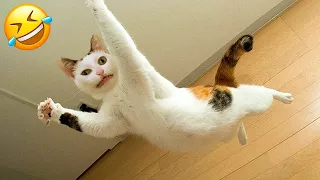 Funny Cats and Dogs Videos😂 - Funniest Animal Videos 2023!🥰 #1