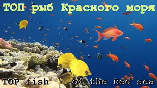 Рыбки Красного моря с названиями 🐠 Каталог рыб 🐡 Египет, Шарм-Эль-Шейх 🐟 Fish of Red Sea