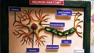 Neuron Anatomy | Science Project for school