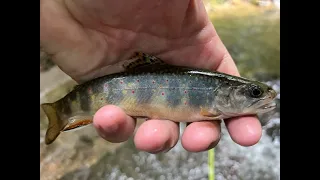 Flyfishing for Southern Appalachian Brook Trout on Warwoman WMA near Clayton Georgia