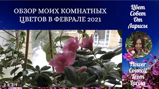 ОБЗОР МОИХ КОМНАТНЫХ РАСТЕНИЙ В ФЕВРАЛЕ 2021