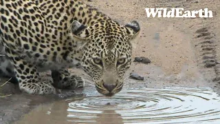 WildEarth - Sunrise  Safari - 18 Dec 2022