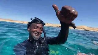 Escursione ISOLA CHE NON C' è - SHARM EL SHEIKH - ESCURSIONE IN BARCA A RAS MOHAMMED - EGITTO  🏝️