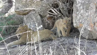 Special moments. Lion cubs with Lioness.